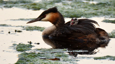 Haubentaucher (10).jpg